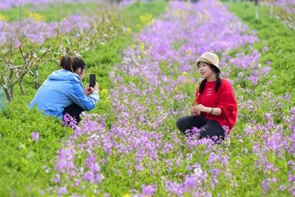 太美了！2021年铜山最新赏花地图出炉！竟有这些地方可以游玩儿…