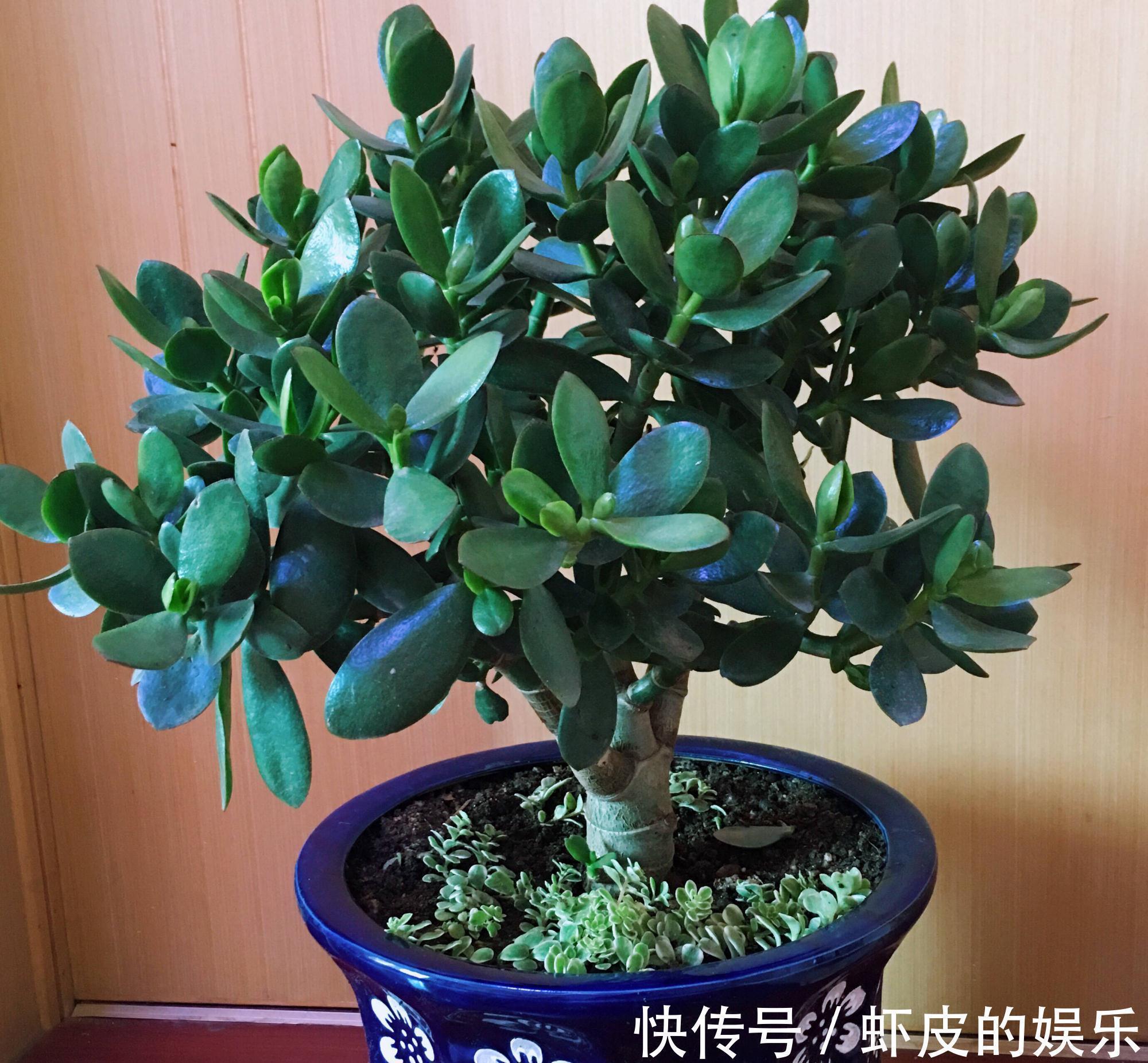 阳台上|很好养的3种小树,阳台露台都可以养,寓意好越养越旺净化空气