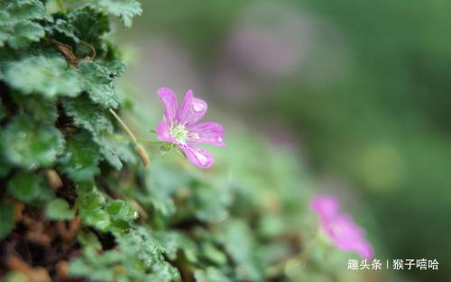 猴女|婚后更需要安全感，总是离不开丈夫半步，很粘人的四大生肖女