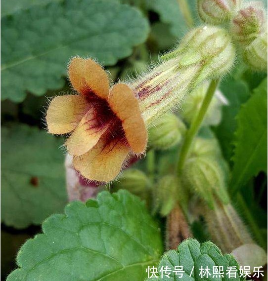 父母官|李时珍“服之百日面如桃花,三年轻身不老”,也许你家门口就有