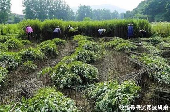 地里没人要的”野草“，腰间盘突出的“神仙草”，一用就见效