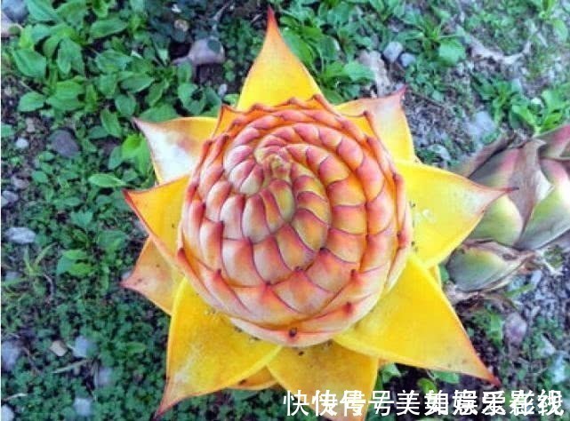 解毒#经常用来为喂猪,却不知花可解酒、解毒,人们尊称为“五树六花”