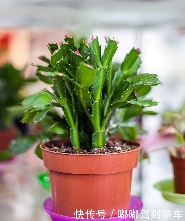 蟹爪兰还不开花这3招用上,28天就能见花苞!