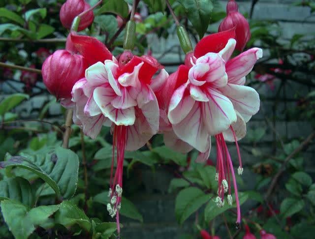 南方养花,避开“冷凉花”,买了也白花钱,天一热就枯了