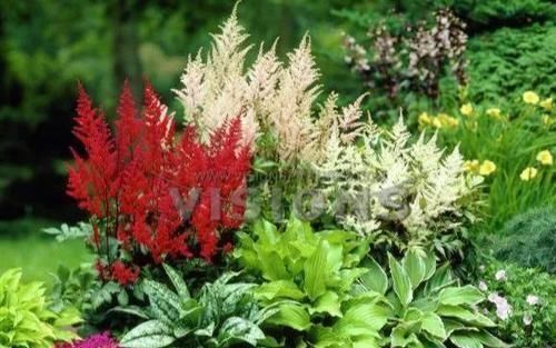 5种“阴暗花”，藏在角落里，年年自行繁殖，也能开成“仙花树”