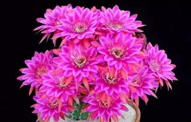 管理仙人球,三个季节的肥水供应很重要,肥水跟上了,开花不断