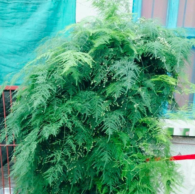 想要养好文竹，需要设置几条“红线”，越线就会枯萎，花友要注意