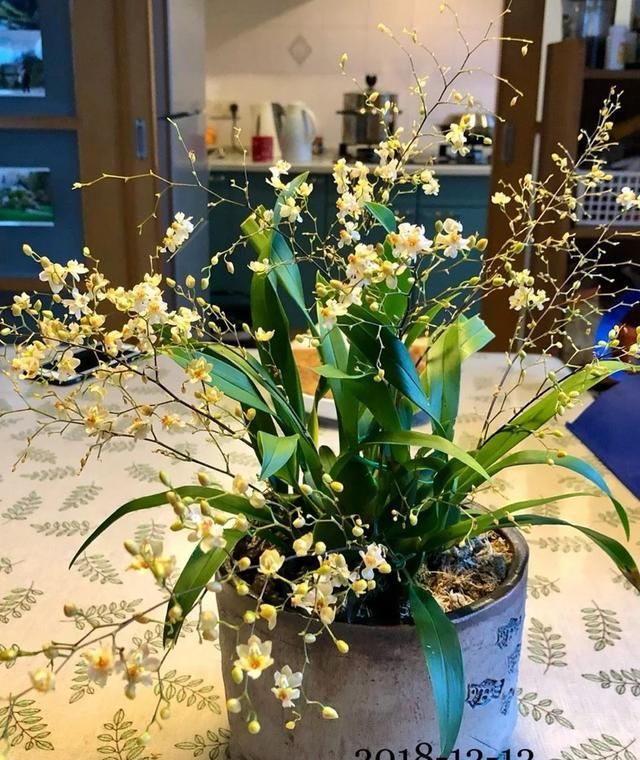 迷你文心兰每年买？这样养只要买一次，年年度能开花