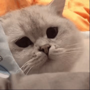 |搞笑表情包更新:再坚持坚持,一辈子很快就过去了