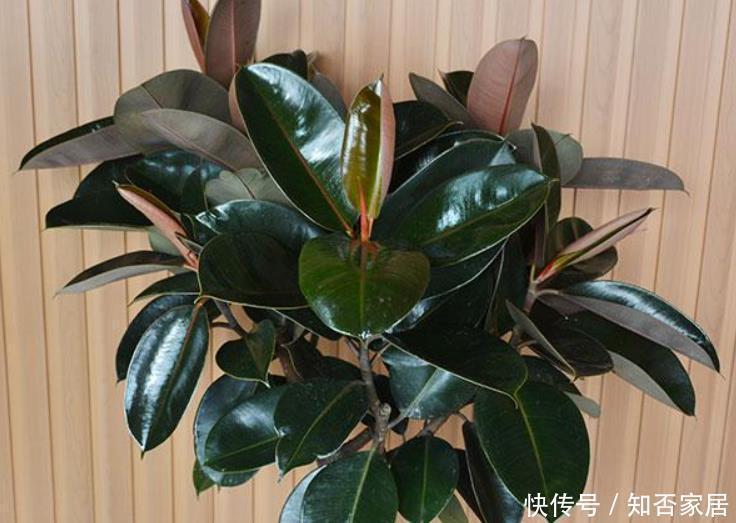 客厅空旷想摆几盆花?选这5种,好看又皮实,还能净化空气!