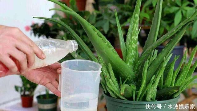 天天|薄荷勤修剪，多肉来点肥，打开疯长模式，天天长不停！