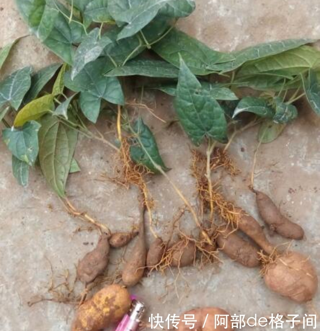 风湿关节|这野草，人称“砍不死”，却是治风湿关节的好药材，家中可常备