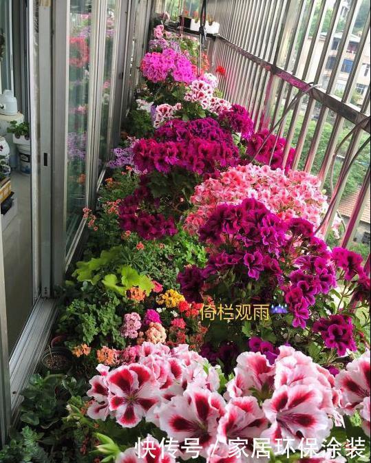 天竺葵怎样多开花?明白一些“小技巧”,开一个圆滚滚的大花球