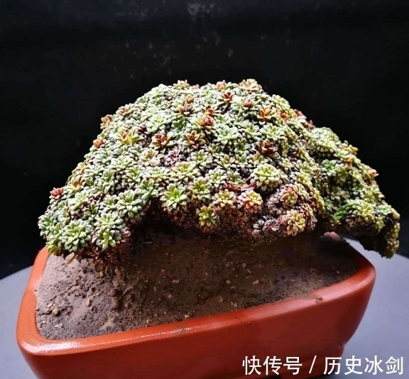 盆景|花艺市场盆景欣赏，横生直展，临水而生，大自然就是最好的老师
