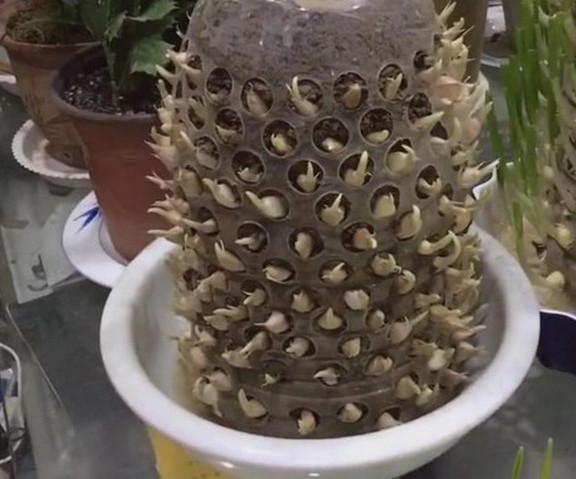 家里有“瓶子”别扔,拿来种“蔬菜”,放阳台养护,春天就能吃