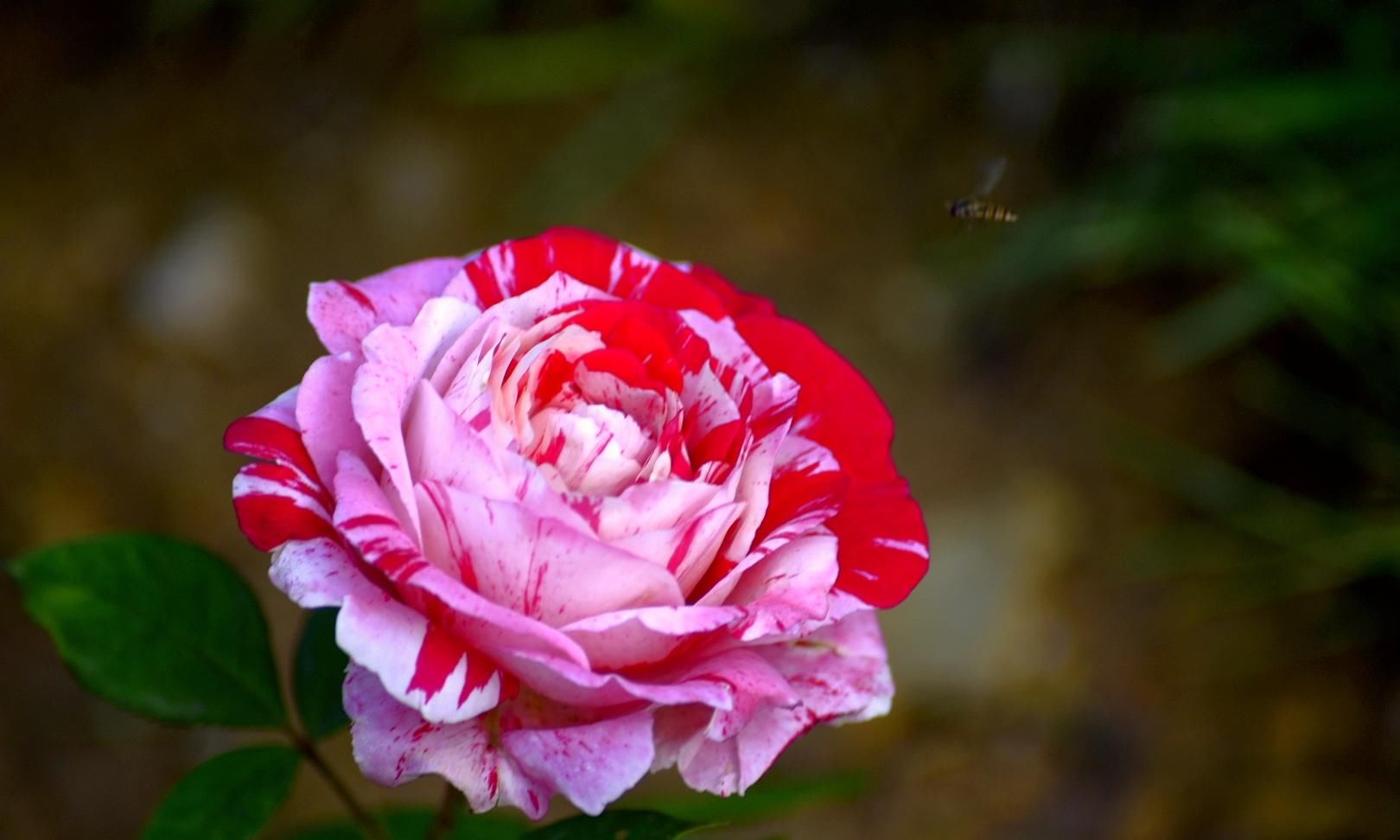 樱花退去月季来，“花堤柳岸”花盛开（二）