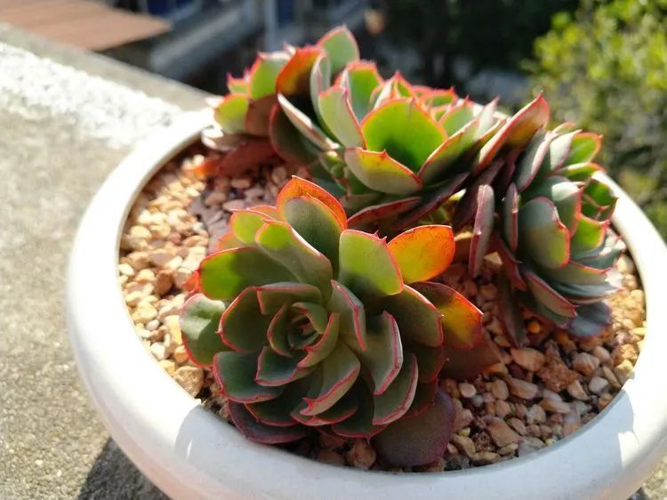 养肉三年,分享养肉经验,谈谈适合逆开挂区的多肉!