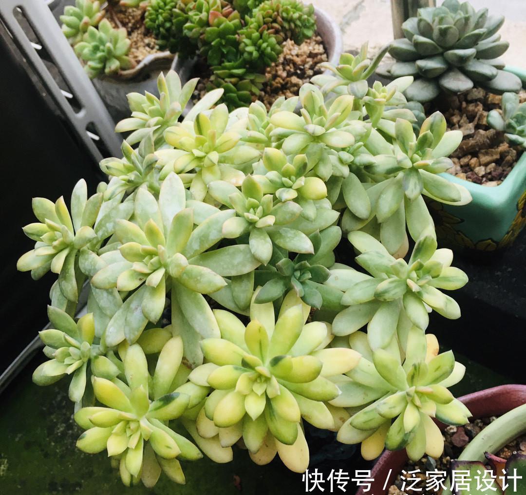 多肉|夏天温度高,不要给这“三多肉”喷水,否则易黑腐,直接化成水