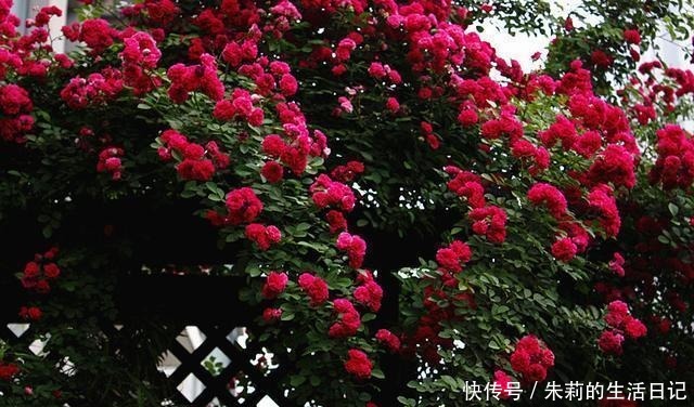 此花我国特有，种植方法简单，花期长达220天，花香不输给桂花！