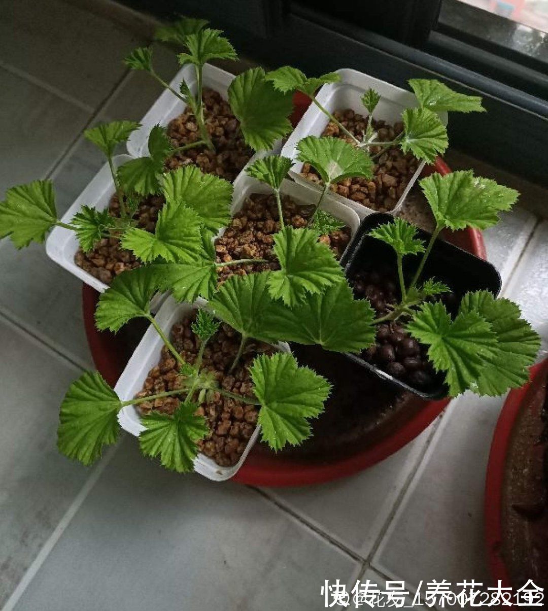 天竺葵|7种花养老桩不好，多扦插、养嫩苗，才能年年开花