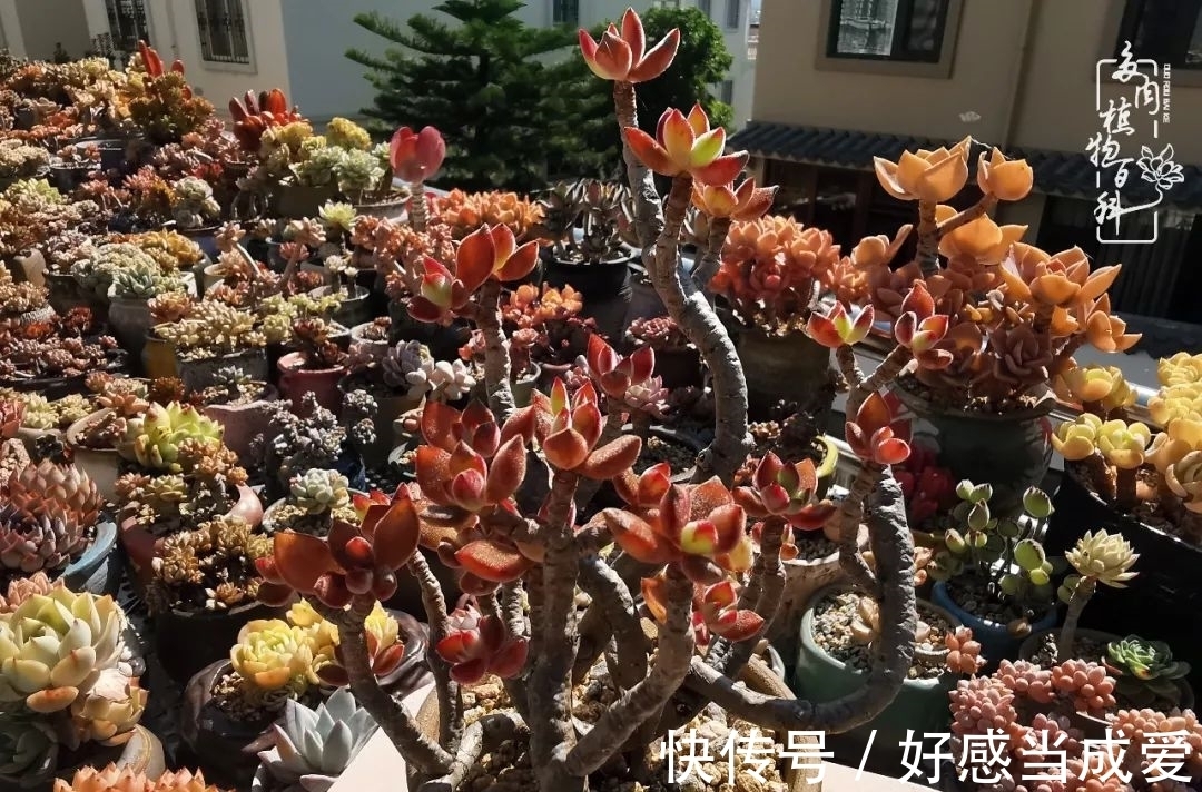 治愈之“肉”:愿所有的养肉人都被这些“胖子们”治愈