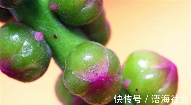 农村|农村田地里这种常见的野菜，不仅能止血补钙，还能治疗便秘！