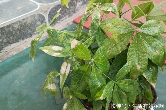 10种花,春天不能晒,躲屋里最安全!10种花,春天不能晒,躲屋里最安全!