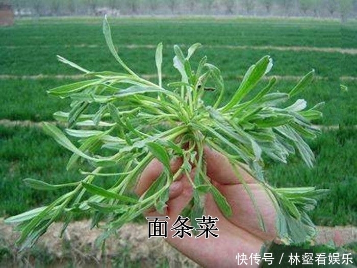 毛妮菜|春天4对“双胞胎”野菜，很多人傻傻的分不清楚，你认识几种