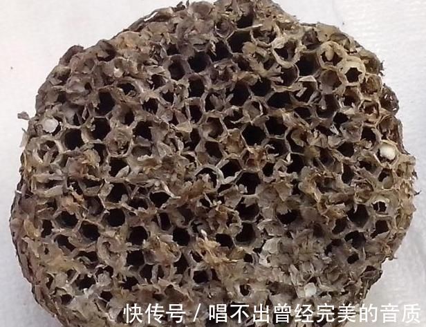 毒性|这副经典中药方为何治疗结节、肿瘤疗效好，因为由4种虫类药组成