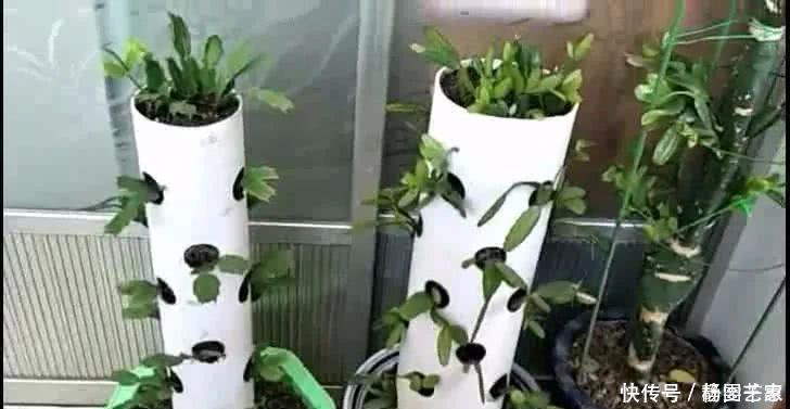 一段废管子,立体种植蟹爪兰,比嫁接的还漂亮,开起花来像瀑布