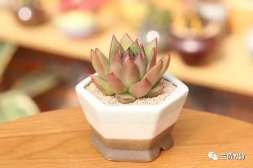 多肉植物怎么养 多肉植物施什么肥容易爆盆 粉紫色