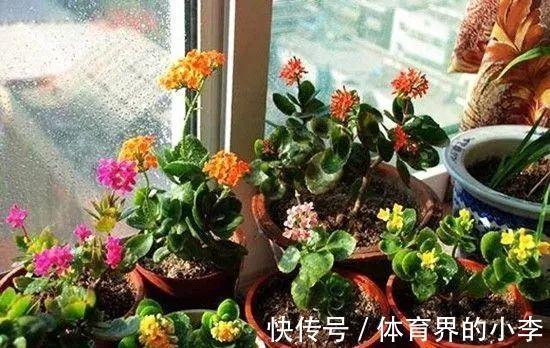 长寿花这样伺候,健康又长寿,开完一茬又一茬