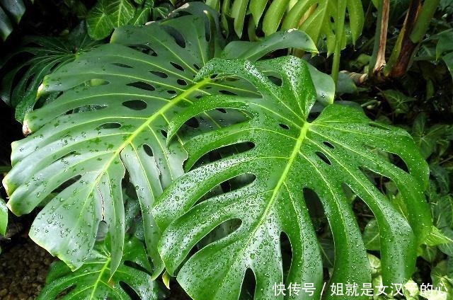 橡皮树|这4种花是天然“吸尘器”,阳台种一盆,灰尘去无踪!