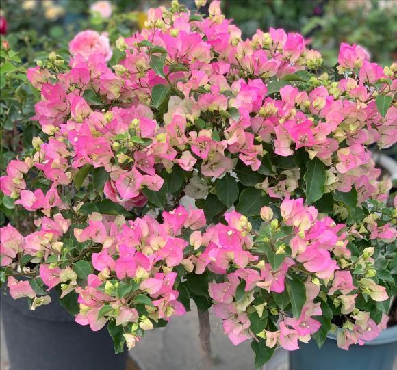 长寿|三角梅长寿花不开花？用点“小手段”，催出满盆花苞，就是欠修理