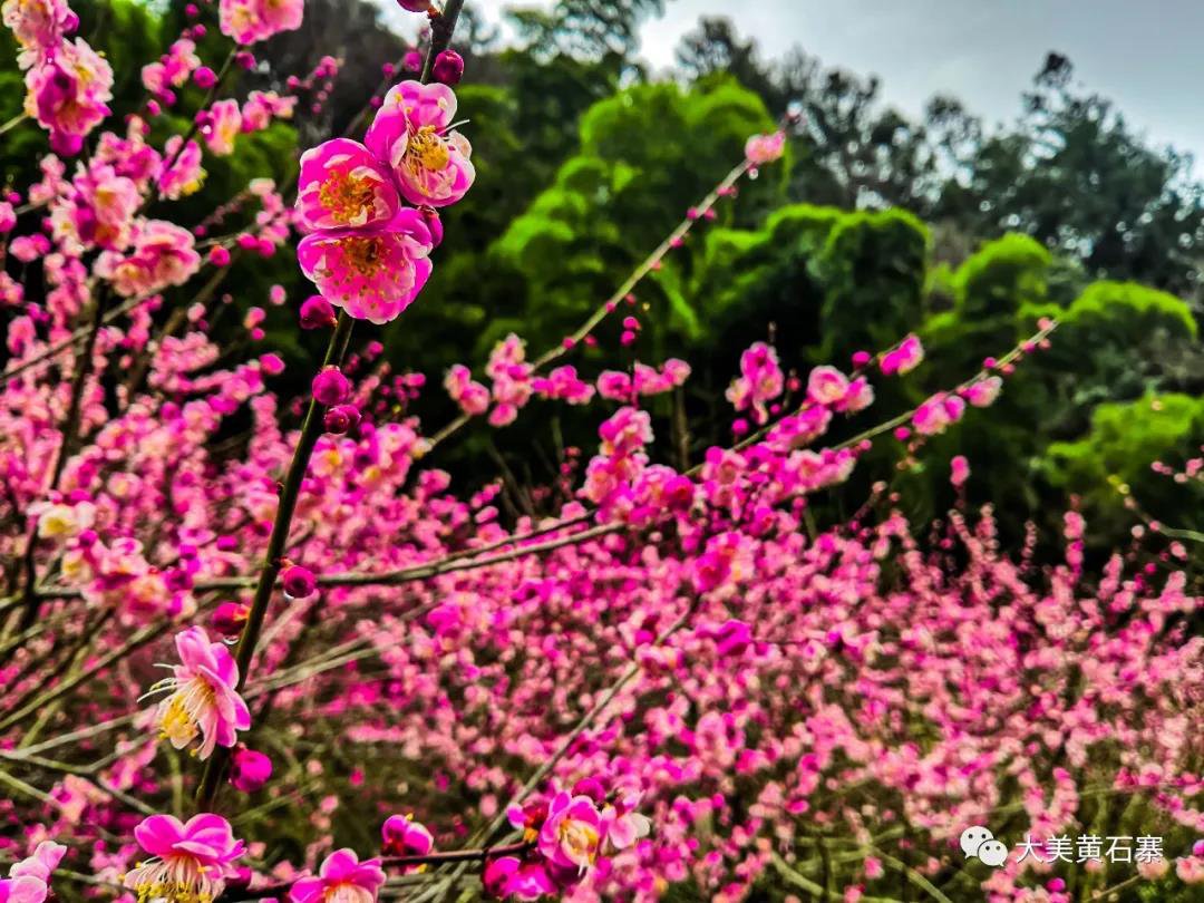 张家界黄石寨：邀你看梅花免费坐索道