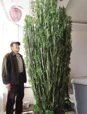 “招财”的2种花,客厅养1盆,养的越久越值钱,当传家宝都行