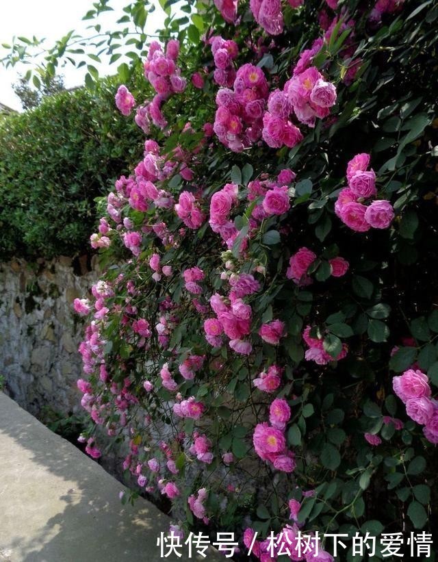 死亡|野蔷薇:即使死亡,已要走进一颗美丽的童心里!(散文诗)