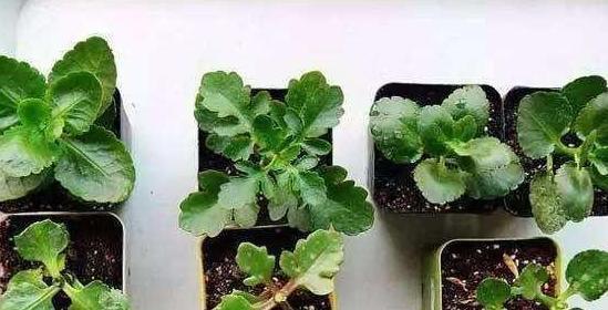 这3款植物买一盆就够了！用茎叶扦插，教你轻松铺满整个阳台