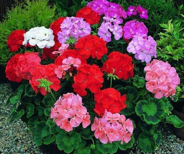 养盆天竺葵，从小到大都“爱肥”，爆发力足！一爆满盆大花球