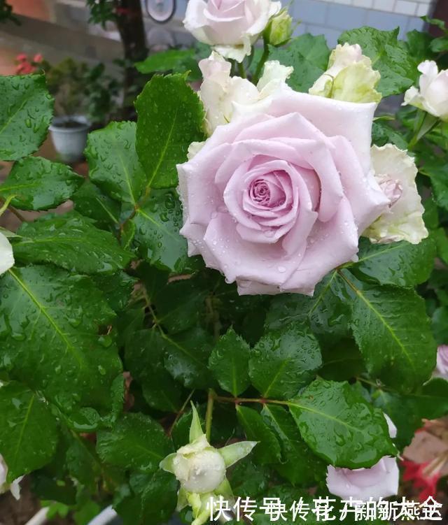 3种花养在小盆里,2年变老桩,茎干粗壮开花香,1次能开50朵