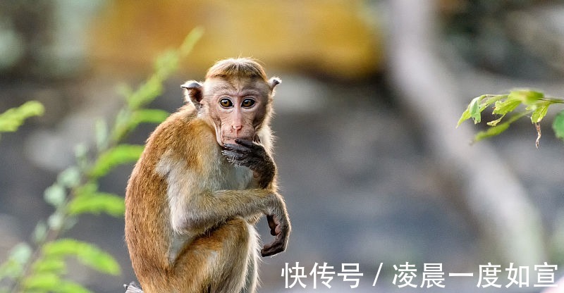 贵人|生肖属猴人，9月得贵人相助，能够事业顺利，大发横财