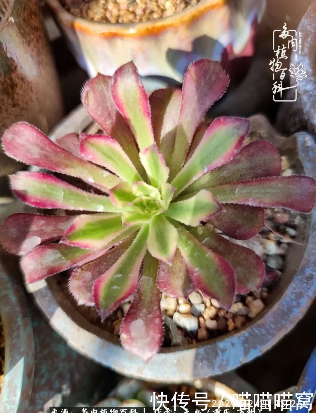 养肉多年，从未出坑过！养多肉是我最喜欢最坚持的爱好！