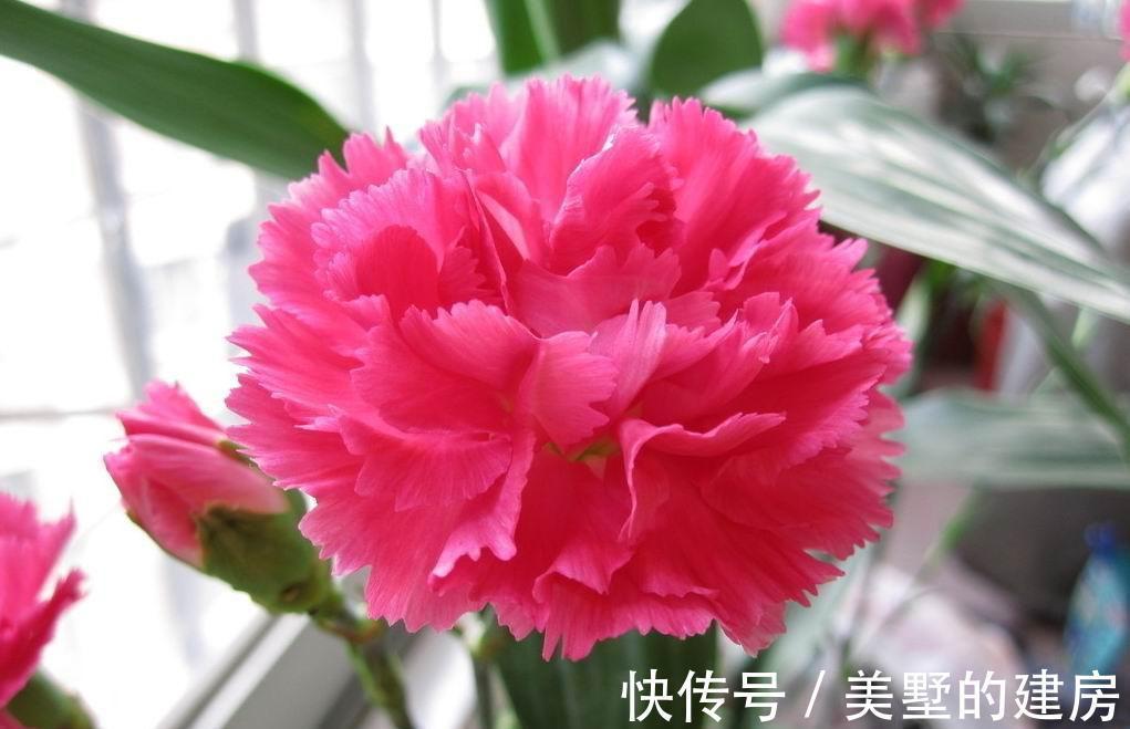 养花试试这几款,花朵大方挺拔,芳香典雅,非常美丽