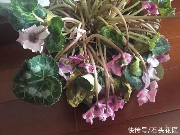 冬天养仙客来，容易遇到“3个问题”，用1分钟就能解决