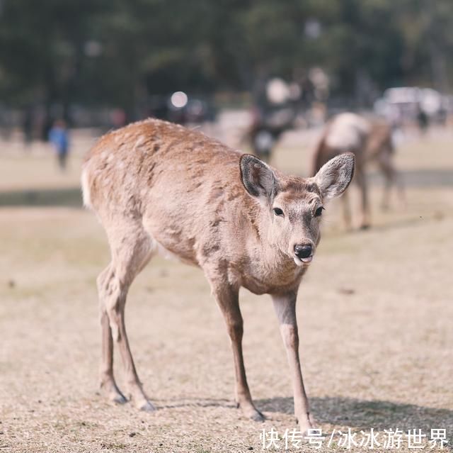 没有中国游客的光临，日本奈良的小鹿还好吗?“活着就不错了”