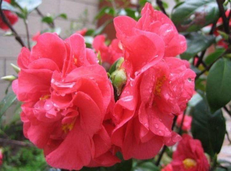 几款花卉花期长易打理，婀娜多姿，漂亮高贵优雅，对待新手很友好