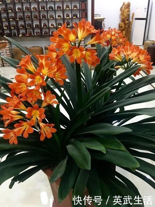 落花落蕾|7种花冬天要“春化”,必须冻满1个月,不然落花落蕾不开花!