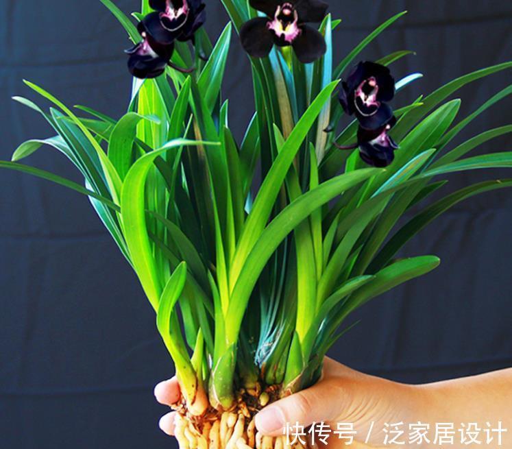 叶片|少见的黑紫色兰花：墨雪姬，花香浓郁，叶片常青，几乎零缺点