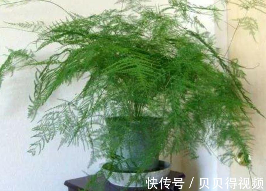 文竹度夏这样养，不黄叶烂根，郁郁葱葱惹人爱