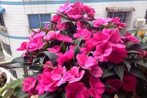  户外养护|有钱人都喜欢这三种花，好运接连一整年！早看早知道！